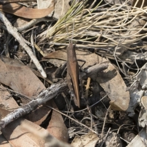 Goniaea opomaloides at Bredbo, NSW - 12 Jan 2020 02:31 PM