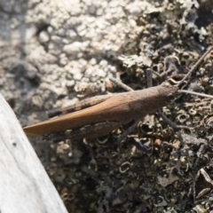 Goniaea opomaloides at Bredbo, NSW - 12 Jan 2020 02:31 PM