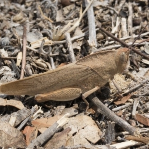 Goniaea australasiae at Michelago, NSW - 13 Dec 2019