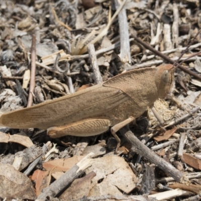 Goniaea australasiae (Gumleaf grasshopper) at Illilanga & Baroona - 13 Dec 2019 by Illilanga