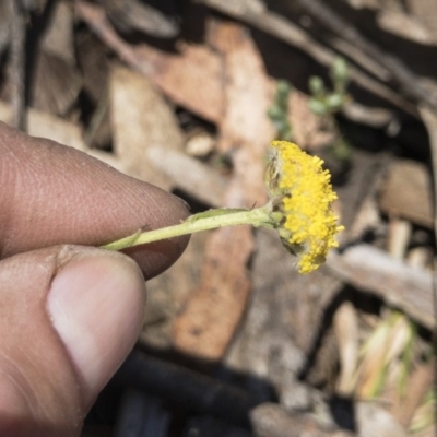 Craspedia canens (Grey Billy Buttons) at Tuross, NSW - 27 Nov 2019 by Illilanga