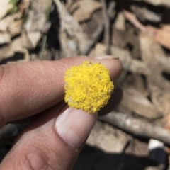 Craspedia canens at Tuross, NSW - suppressed