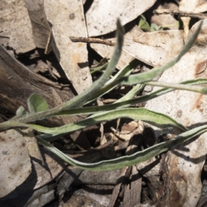 Craspedia canens at Tuross, NSW - suppressed