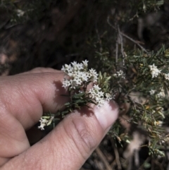 Acrothamnus hookeri at Tuross, NSW - 27 Nov 2019