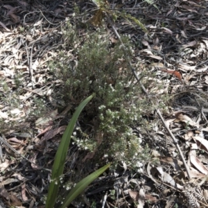 Acrothamnus hookeri at Tuross, NSW - 27 Nov 2019