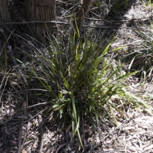 Dianella tasmanica at Tuross, NSW - 27 Nov 2019 02:32 PM