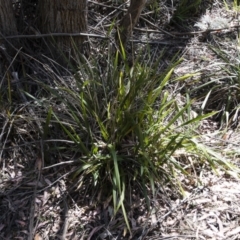Dianella tasmanica (Tasman Flax Lily) at Tuross, NSW - 27 Nov 2019 by Illilanga