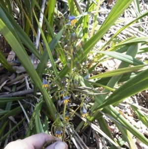 Dianella tasmanica at Tuross, NSW - 27 Nov 2019