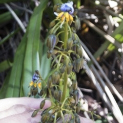 Dianella tasmanica at Tuross, NSW - 27 Nov 2019 02:32 PM