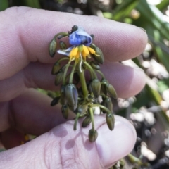 Dianella tasmanica at Tuross, NSW - 27 Nov 2019