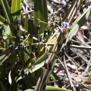 Dianella tasmanica at Tuross, NSW - 27 Nov 2019 02:32 PM