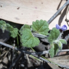 Veronica calycina at Tuross, NSW - 27 Nov 2019