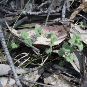 Veronica calycina at Tuross, NSW - 27 Nov 2019