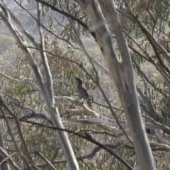 Strepera versicolor (Grey Currawong) at Bredbo, NSW - 12 Jan 2020 by Illilanga