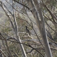 Strepera versicolor at Bredbo, NSW - 12 Jan 2020