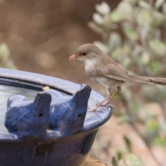 Malurus cyaneus (Superb Fairywren) at Illilanga & Baroona - 10 Jan 2020 by Illilanga