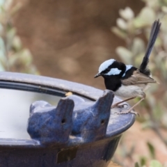 Malurus cyaneus at Michelago, NSW - 10 Jan 2020