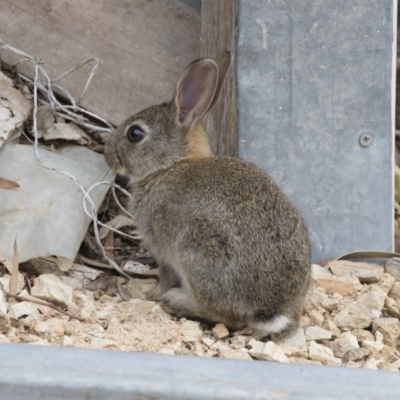 Oryctolagus cuniculus (European Rabbit) at Illilanga & Baroona - 10 Jan 2020 by Illilanga