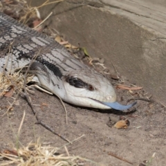 Tiliqua scincoides scincoides (Eastern Blue-tongue) at Evatt, ACT - 15 Jan 2020 by TimL