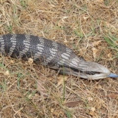 Tiliqua scincoides scincoides at Evatt, ACT - 15 Jan 2020