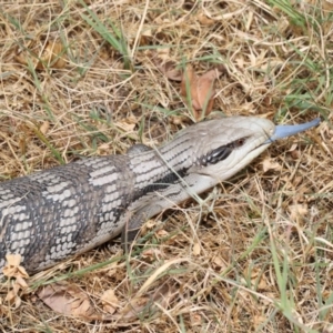 Tiliqua scincoides scincoides at Evatt, ACT - 15 Jan 2020