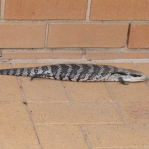 Tiliqua scincoides scincoides at Evatt, ACT - 15 Jan 2020 03:49 PM