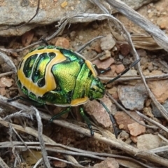 Scutiphora pedicellata (Metallic Jewel Bug) at Namadgi National Park - 14 Jan 2020 by Ranger788