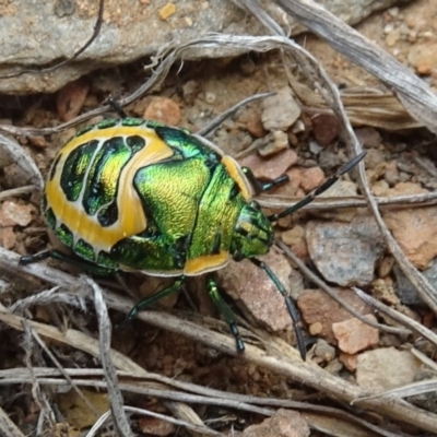 Scutiphora pedicellata (Metallic Jewel Bug) at Cotter River, ACT - 14 Jan 2020 by Ranger788