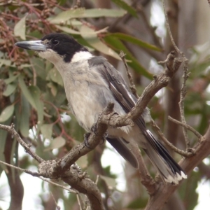 Cracticus torquatus at Black Range, NSW - 15 Jan 2020