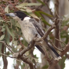 Cracticus torquatus (Grey Butcherbird) at Black Range, NSW - 15 Jan 2020 by MatthewHiggins