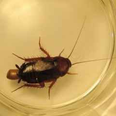 Paratemnopteryx couloniana (A native cockroach) at Conder, ACT - 19 Dec 2019 by MichaelBedingfield