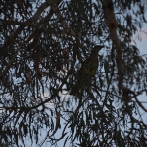 Ptilonorhynchus violaceus at Wamboin, NSW - 24 Nov 2019