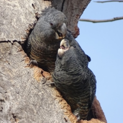 Callocephalon fimbriatum (Gang-gang Cockatoo) at Mount Mugga Mugga - 15 Jan 2020 by roymcd