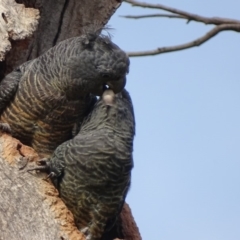 Callocephalon fimbriatum at O'Malley, ACT - 16 Jan 2020