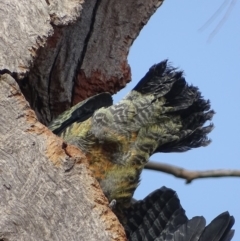 Callocephalon fimbriatum at O'Malley, ACT - 16 Jan 2020