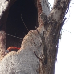 Callocephalon fimbriatum at O'Malley, ACT - suppressed