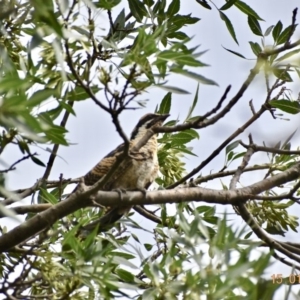 Eudynamys orientalis at Weston, ACT - 15 Jan 2020