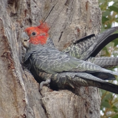 Callocephalon fimbriatum (Gang-gang Cockatoo) at O'Malley, ACT - 15 Jan 2020 by roymcd