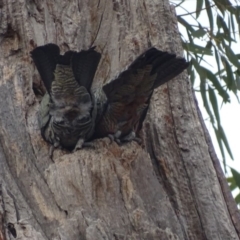 Callocephalon fimbriatum at O'Malley, ACT - suppressed