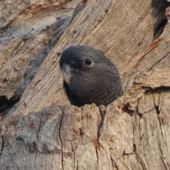 Callocephalon fimbriatum (Gang-gang Cockatoo) at Mount Mugga Mugga - 12 Jan 2020 by roymcd