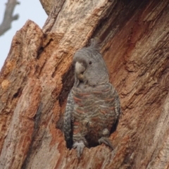 Callocephalon fimbriatum (Gang-gang Cockatoo) at O'Malley, ACT - 13 Jan 2020 by roymcd