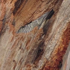 Callocephalon fimbriatum at O'Malley, ACT - suppressed