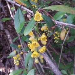 Berberis vulgaris (Barberry Bush) at Mount Ainslie to Black Mountain - 11 Oct 2019 by natureguy