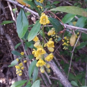 Berberis vulgaris at Parkes, ACT - 11 Oct 2019 05:29 PM