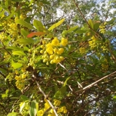 Berberis vulgaris at Parkes, ACT - 11 Oct 2019