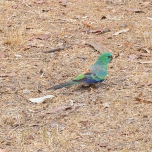 Psephotus haematonotus at Yarralumla, ACT - 16 Jan 2020 01:00 PM