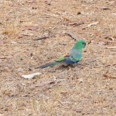 Psephotus haematonotus (Red-rumped Parrot) at Lake Burley Griffin West - 16 Jan 2020 by KL
