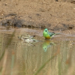 Psephotus haematonotus (Red-rumped Parrot) at Wingecarribee Local Government Area - 15 Jan 2020 by Snowflake