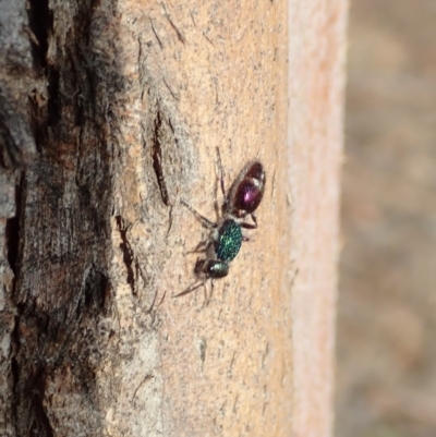 Aglaotilla sp. (genus) (Australian Velvet Ant) at Cook, ACT - 15 Jan 2020 by CathB