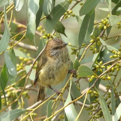 Acanthiza lineata (Striated Thornbill) at Wingecarribee Local Government Area - 15 Jan 2020 by Snowflake
